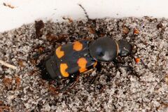 Nicrophorus carolina