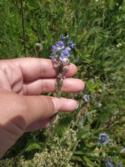 Veronica gentianoides