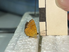 Calephelis aymaran