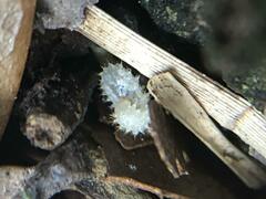 Odontomachus haematodus