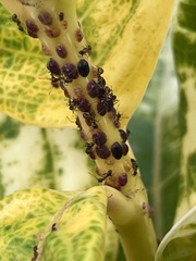 Coccoidea