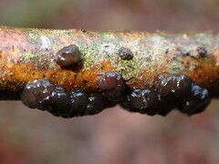Exidia nigricans