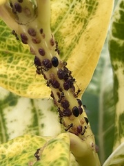 Coccoidea
