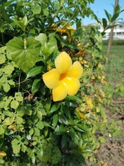Allamanda cathartica
