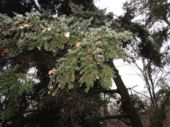 Tsuga diversifolia