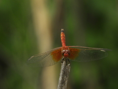 Erythrodiplax corallina