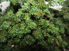 Tsuga diversifolia