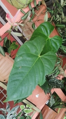 Xanthosoma robustum