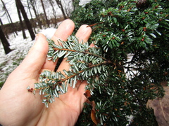 Tsuga diversifolia