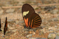 Heliconius melpomene
