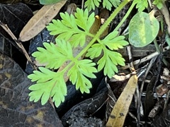 Chaerophyllum