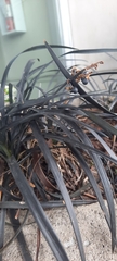 Ophiopogon planiscapus
