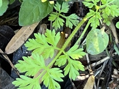 Chaerophyllum
