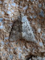 Polymixis dubia