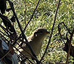 Passer domesticus