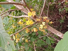 Cassia fistula