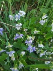 Viola canina