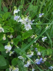 Viola canina