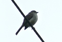Tyrannidae