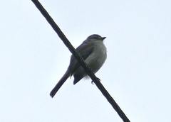 Tyrannidae
