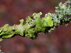 Melanohalea exasperatula