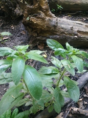 Lysimachia verticillaris