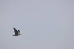 Larus fuscus