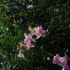 Podranea