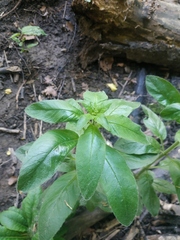 Lysimachia verticillaris