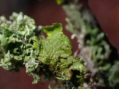 Melanohalea exasperatula