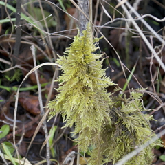 Kindbergia oregana