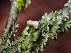 Melanohalea exasperatula