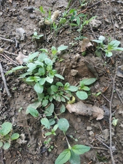 Clinopodium caucasicum