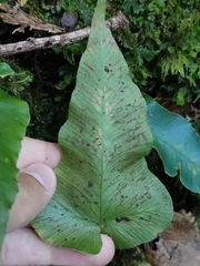 Asplenium hemionitis image