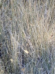 Juncus patens