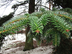 Abies numidica