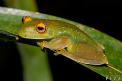 Aplastodiscus albosignatus