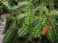 Abies numidica