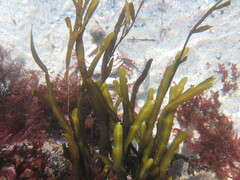 Stephanocystis