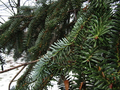 Abies numidica