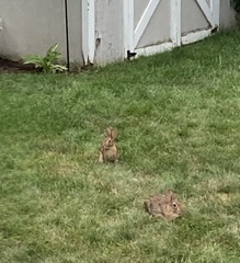 Sylvilagus floridanus