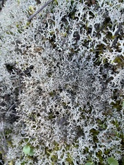 Cladonia rangiformis