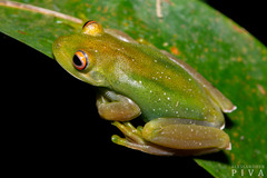 Aplastodiscus albosignatus