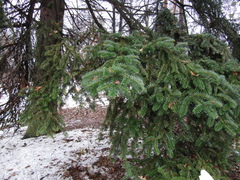 Abies numidica