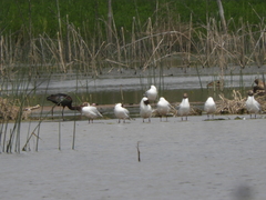 Chroicocephalus maculipennis