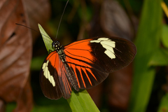 Heliconius melpomene