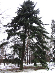 Abies numidica
