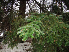 Abies numidica