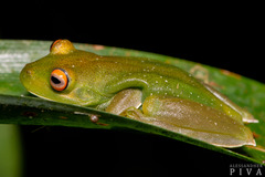 Aplastodiscus albosignatus