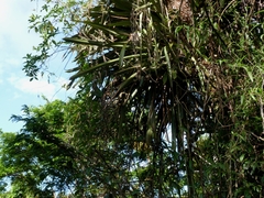 Wittmackia patentissima